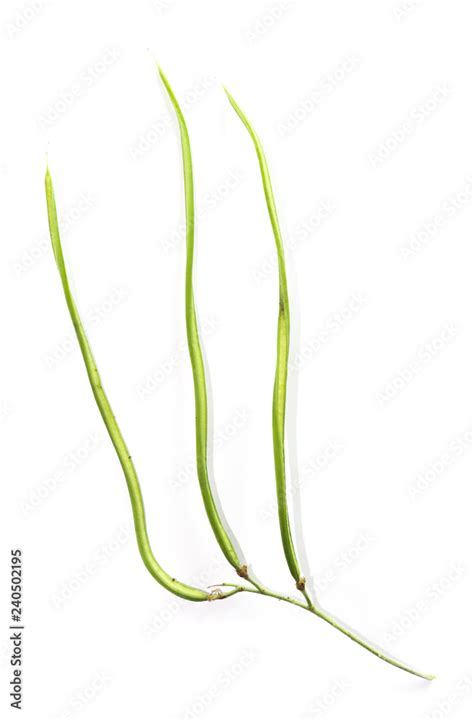 Agasta Close up Stock Photo | Adobe Stock
