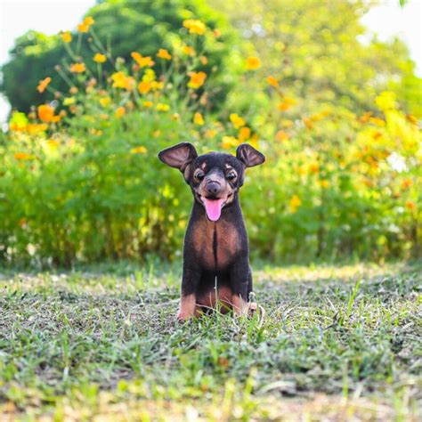 Miniature Pinscher Stuffed Animal Custom Min Pin Clone