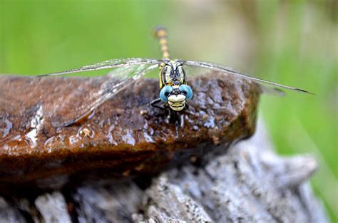 Best Libelula Stock Photos, Pictures & Royalty-Free Images - iStock