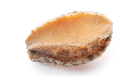 Close up of raw abalone isolated on white background, clipping path cut ...