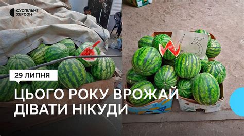 Херсонські фермери продають кавуни за безцінь - YouTube