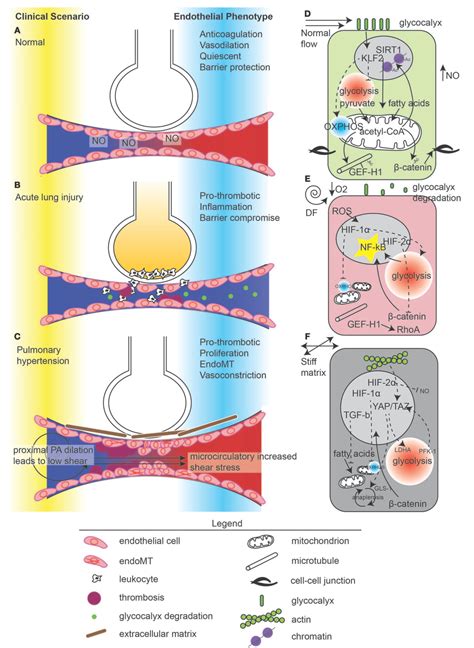 Figure From Endothelial Cell Mechano Metabolomic Coupling To Disease