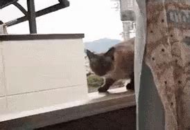 面白い GIF - Cat Jump Fail - Discover & Share GIFs