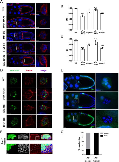 Frontiers Rhoarock Signaling Regulates Drp1 Mediated Mitochondrial