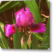 Iris Photograph By Christy Beal Fine Art America