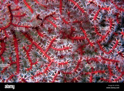 Gorgonian Soft Coral Close Up Rongelap Atoll Marshall Islands