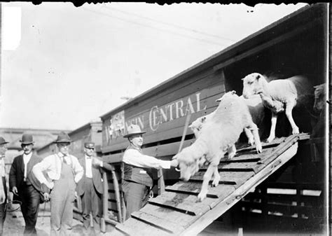 Chicagos Union Stockyards 40 Years Since Closing Chicago News Wttw