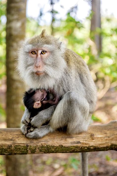 Monas Balinesas De Cola Larga Con Su Hijo Macaca Fascicularis En El