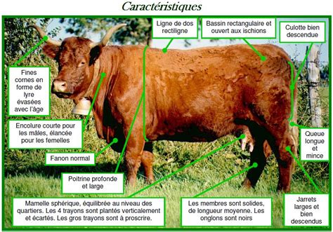 Caractéristiques Groupe Salers Evolution