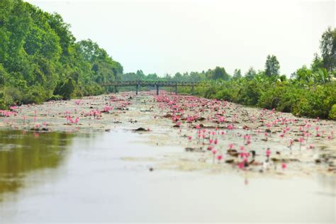 Canh Dong Bat Tan in Long An, 850000, Mekong Delta ️ Best places to ...