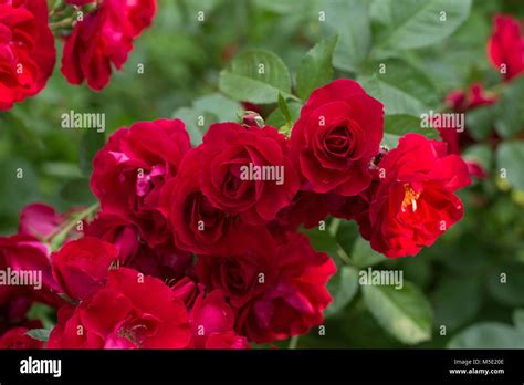 Love Beautiful Flowers Photos - cigarettesandpinkroses