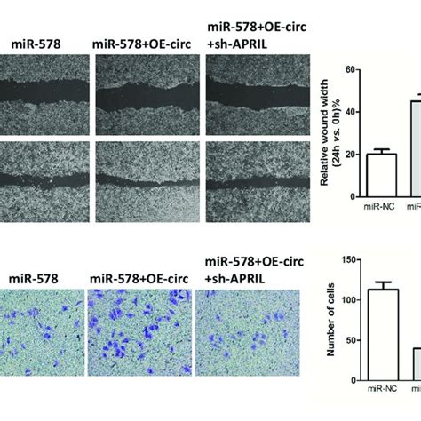 Hsa Circ 0005785 Reverses The Blocking Effect Of MiR 578 On HCC Cell