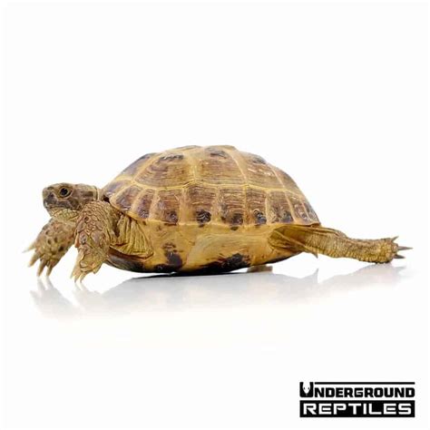 Russian Tortoises For Sale Underground Reptiles