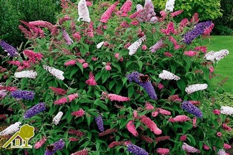 Кустарники цветущие все лето: Самые красивые зимостойкие кустарники ...