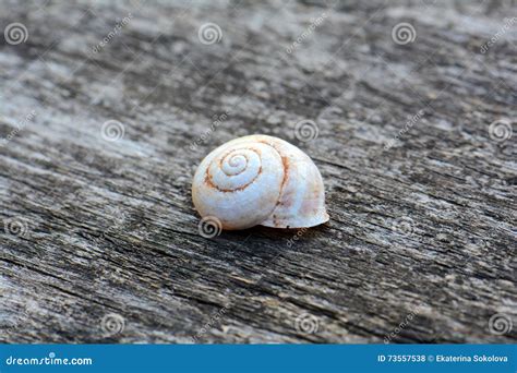 White Conch Shell Stock Photo Image Of Gastropod Mollusk 73557538