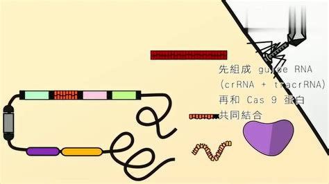 不到2分钟让你认识Crispr cas9基因编辑技术的原理太先进了 高清1080P在线观看平台 腾讯视频