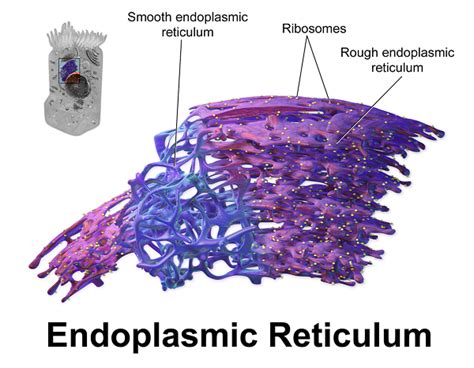 Smooth Endoplasmic Reticulum Overview Functions And Structure Lesson