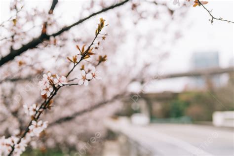 Background Foto Menanam Bunga Awal Musim Semi Siang Hari Bunga Sakura