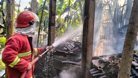 Naas Kandang Kambing Di Ponorogo Terbakar Hebat Ekor Mati Terpanggang