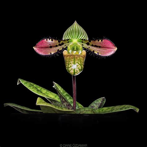 Paph Venustum Roehampton Orchids