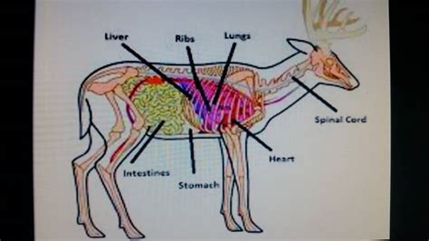 whitetail deer organs diagram