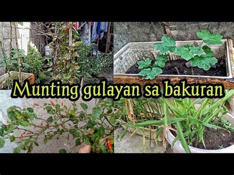 Munting Gulayan Sa Bakuran Simpleng Buhay Probinsya Buhay Probinsya