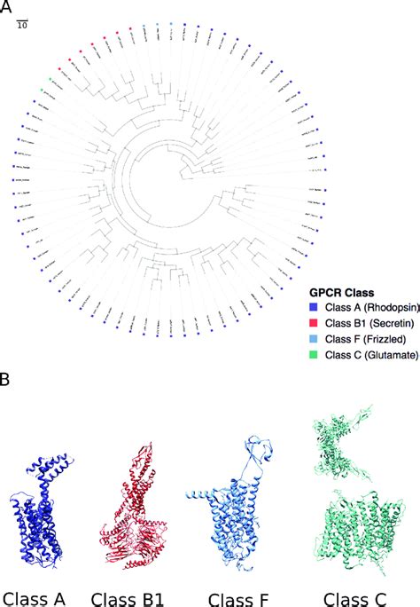 Neighbor Joining Phylogenetic Tree Of Select Human Gpcrs And Download Scientific Diagram