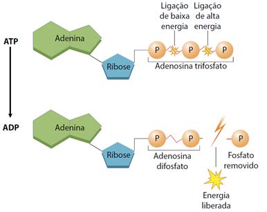 Unicesumar Atividade Edu Biologia E Bioqu Mica Humana