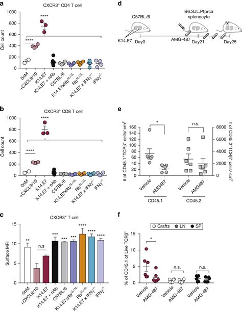 Hpv16e7 Induced Hyperplasia Promotes Cxcl910 Expression And Induces