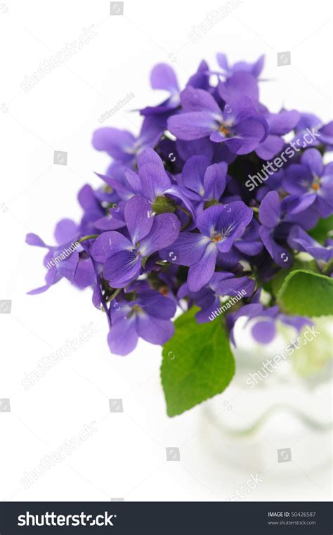 Violet Bouquet Stock Photo 50426587 : Shutterstock