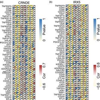 Association Of Crnde And Irx Gene Expression With Immune Checkpoint