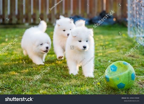 Giant Samoyed Puppies