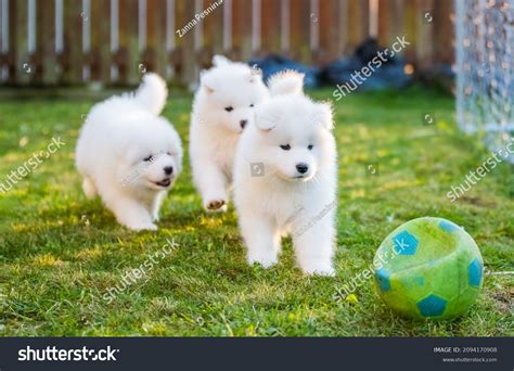 Giant Samoyed Puppies