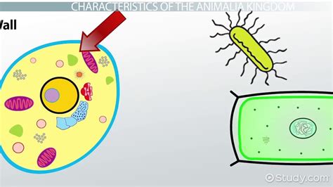Animalia Kingdom: Definition, Characteristics & Facts - Video & Lesson Transcript | Study.com