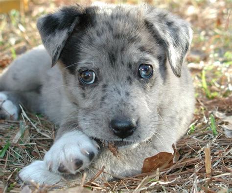 Catahoula German Shepherd Mix Puppies For Sale - MIXERXJ