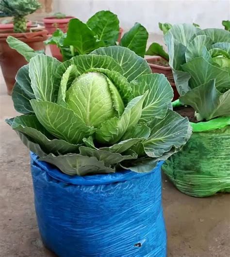 35 Creative Container Vegetable Garden Ideas A Piece Of Rainbow