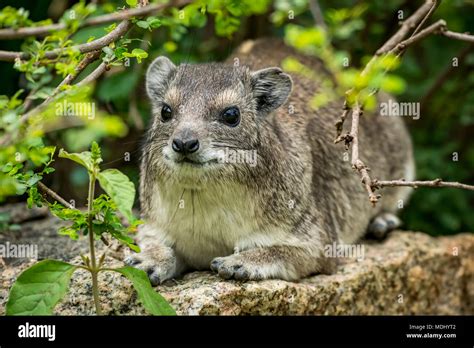 Rock Badget Hi Res Stock Photography And Images Alamy