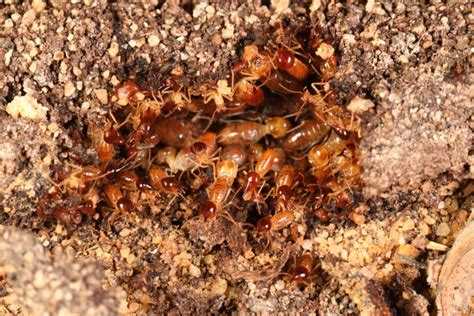 Subterranean Termite Control Hulett Environmental Services