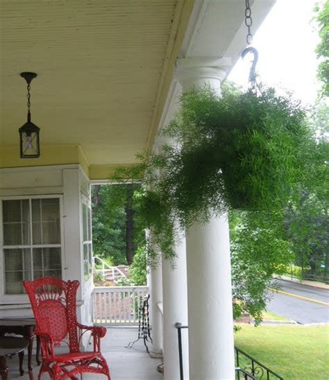 14 Best Hanging Ferns Ferns For Hanging Basket