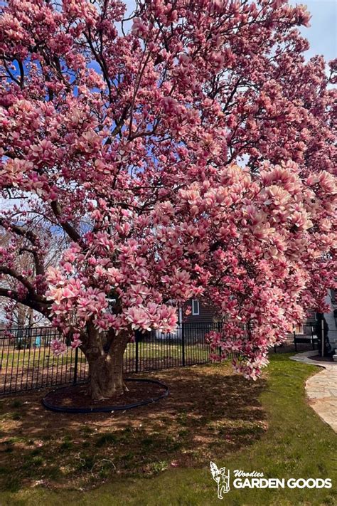 Spring Blooming Saucer Magnolia Tree In The Landscape Saucer Magnolia