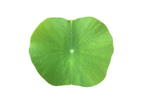 Isolated Waterlily Or Lotus Plant With Clipping Paths Png