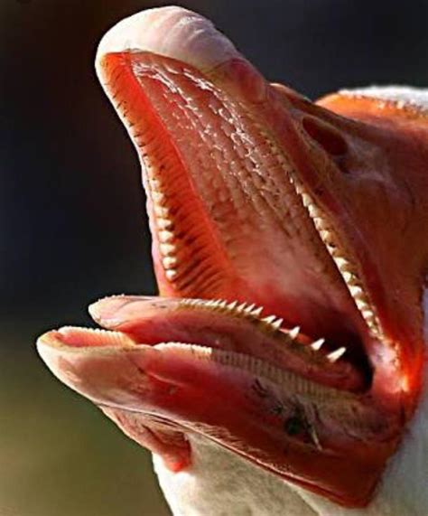 the inside of a goose mouth : r/natureismetal