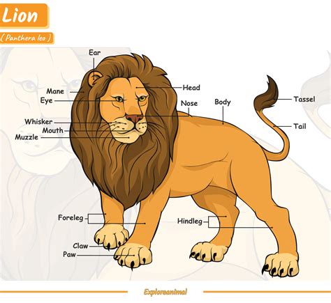 Anatomie D Un Lion 17777678 Telecharger Vectoriel Gratuit Clipart