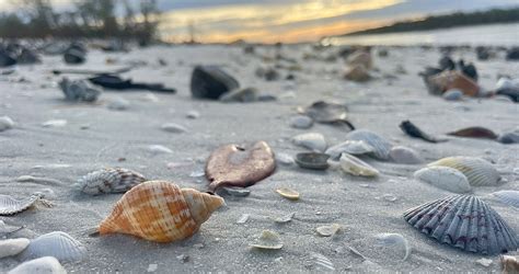 What The Shell Identifying Seashells Beachcombing Magazine