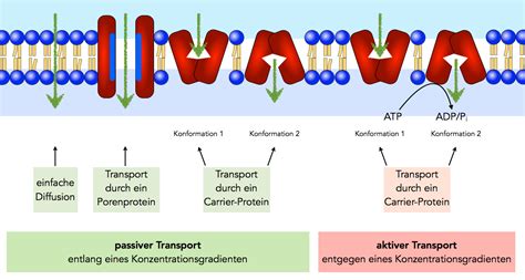 Transportvorgänge durch Membranen