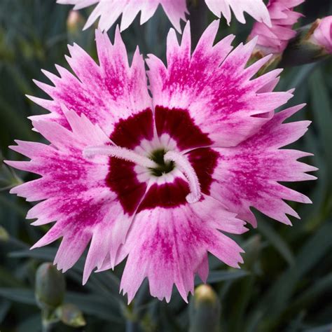 Alpine Pinks Dianthus Plugs And Flowers Whetman Garden Plants