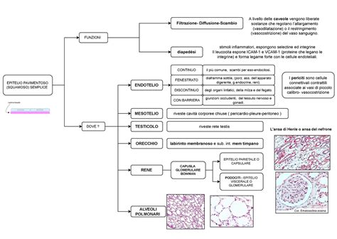 Epitelio Pavimentoso Semplice Schema Riassuntivo Istologia Epitelio