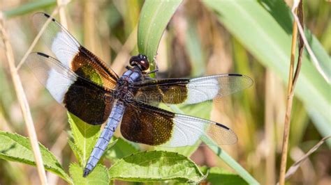 Closeup Shot Of A Brown Striped Double Winged Dragonfly On A Leaf Of A