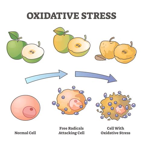 Oxidative Stress Aging As Free Radical Cell Attacking Process Outline Diagram Warner Orthopedics