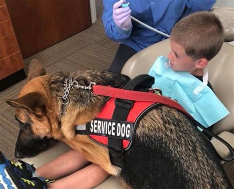 Are German Shepherds Good Service Dogs